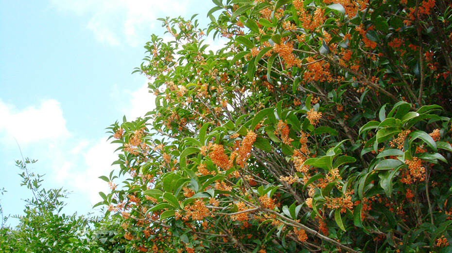 金木犀　毎年10月上旬には甘い香りが辺りを漂います♪