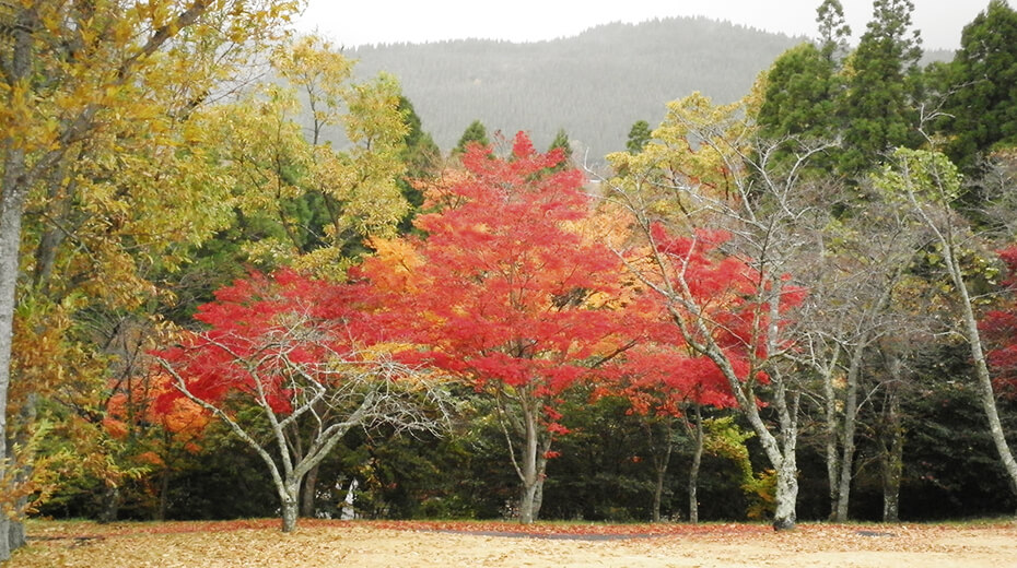秋になると真っ赤な紅葉も見られます。