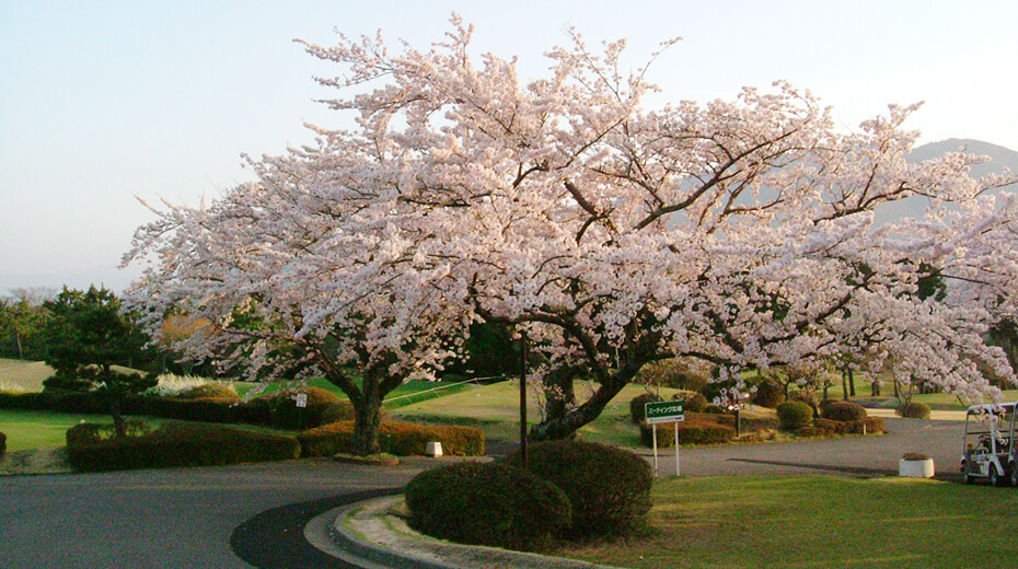 春：桜が満開になるととても綺麗です。