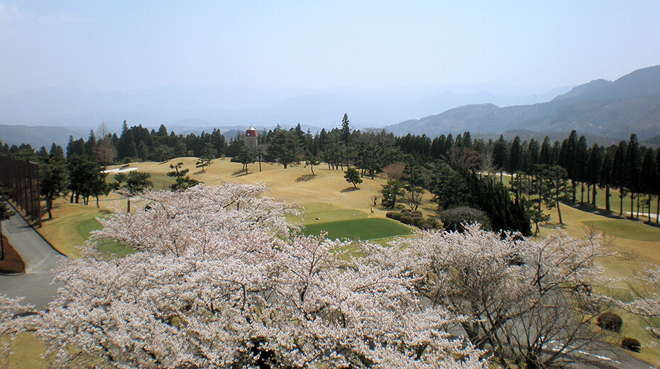 春：クラブハウス2階から見た桜。